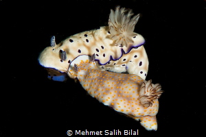 Cuteness. by Mehmet Salih Bilal 